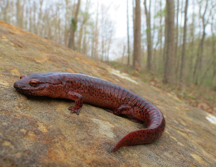 Red Salamander